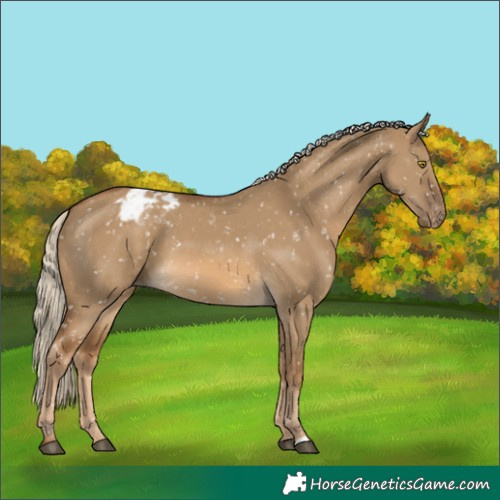 Horse Color:Chocolate Palomino Dun Appaloosa
