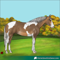 Horse Color:Silver Buckskin Sabino Tobiano