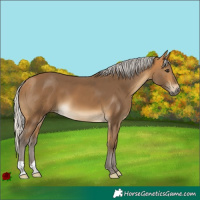 Horse Color:Silver Buckskin 