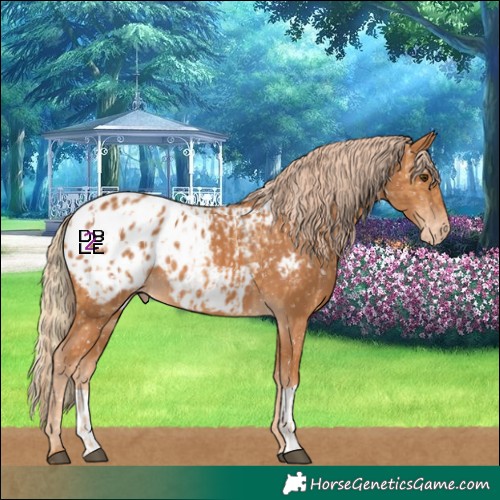 Horse Color:Chestnut Appaloosa and Chestnut Appaloosa