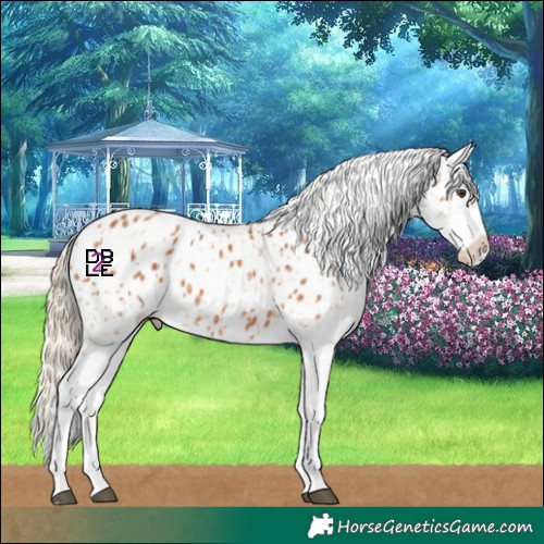 Horse Color:Chestnut Appaloosa  and Chestnut Appaloosa 