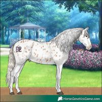 Horse Color:Chestnut Appaloosa and Chestnut Appaloosa
