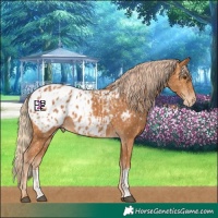 Horse Color:Chestnut Appaloosa and Chestnut Appaloosa