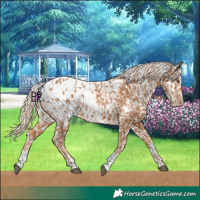 Horse Color:Chestnut Blanket and Chestnut Blanket