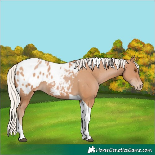Horse Color:Silver Black Pearl Tobiano Blanket 