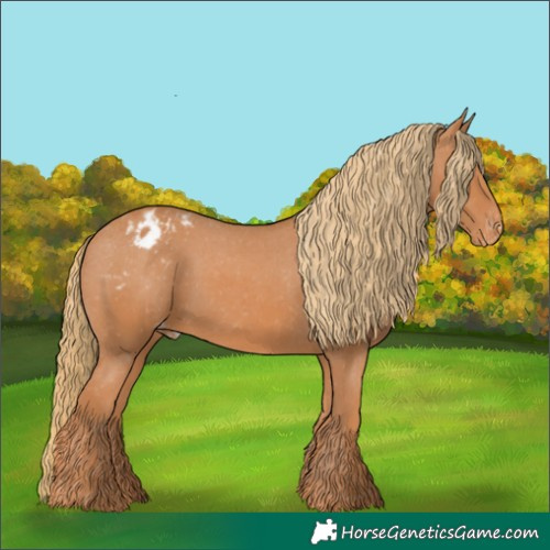 Horse Color:Chestnut Appaloosa 