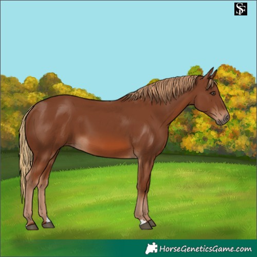 Horse Color:Chestnut 