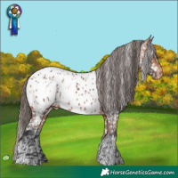 Horse Color:Bay Appaloosa and Bay Appaloosa