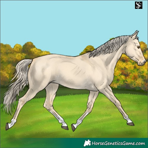 Horse Color:Palomino Dun 