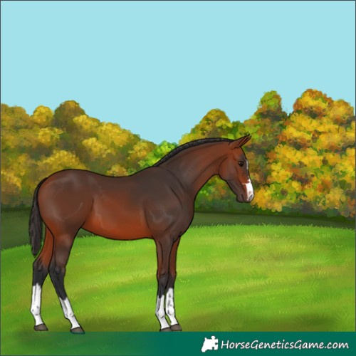 Horse Color:Bay 