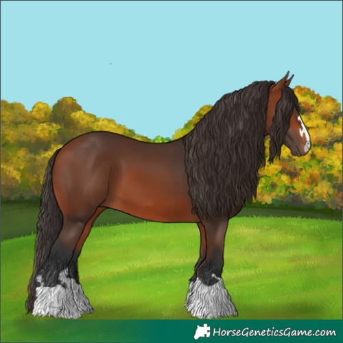 Horse Color:Bay 