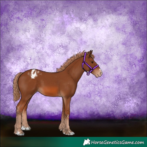 Horse Color:Chestnut Appaloosa 
