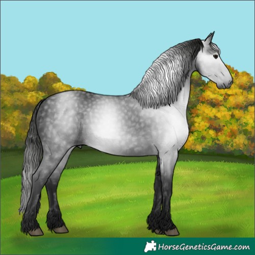 Horse Color:Gray Black 