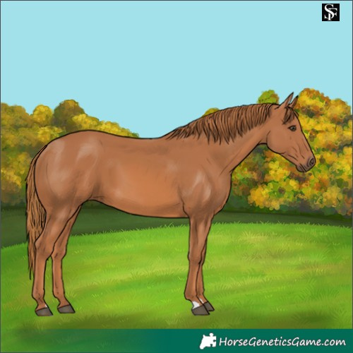 Horse Color:Chestnut 