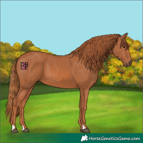 Horse Color:Chestnut 