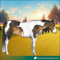 Horse Color:Buckskin Sabino Tobiano 