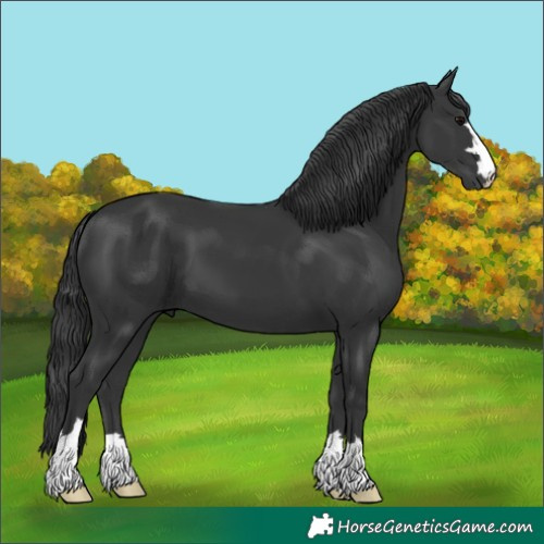 Horse Color:Black 