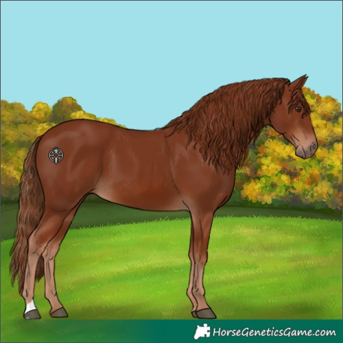 Horse Color:Chestnut 