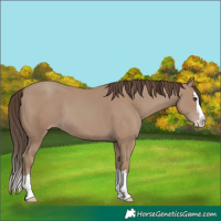 Horse Color:Classic Champagne Splash 