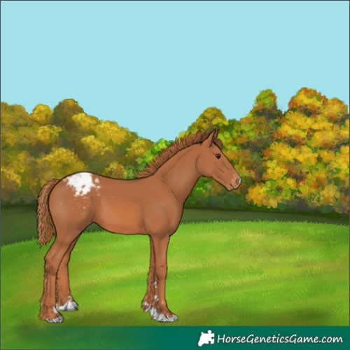 Horse Color:Chestnut Appaloosa 