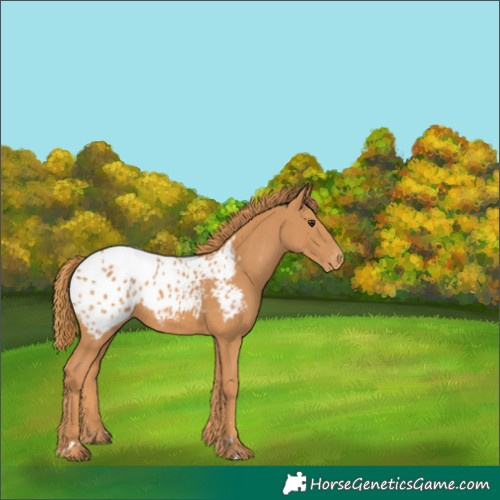 Horse Color:Chestnut Appaloosa 