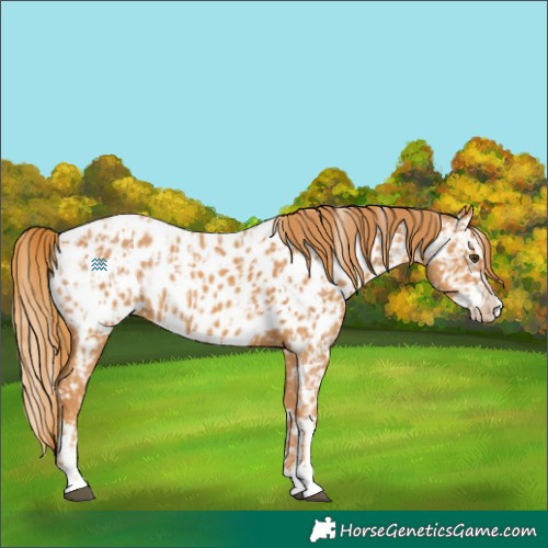 Horse Color:Chestnut Appaloosa  and Chestnut Splash Appaloosa 