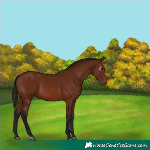 Horse Color:Gray Bay 