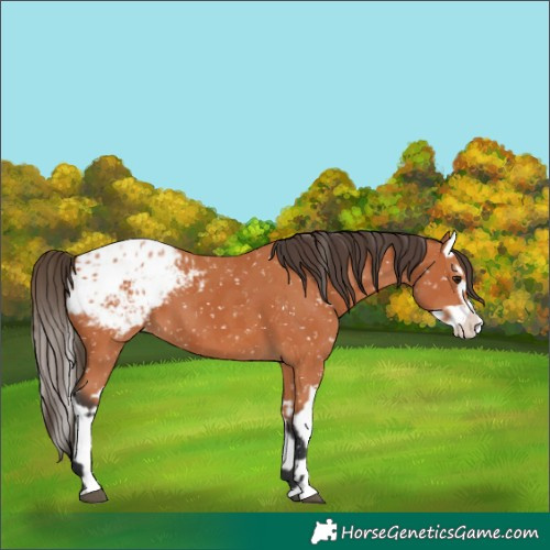 Horse Color:Bay Appaloosa and Bay Splash Appaloosa