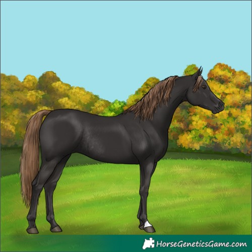 Horse Color:Liver Chestnut Rabicano 