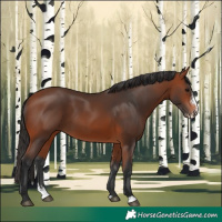 Horse Color:Bay Sabino 