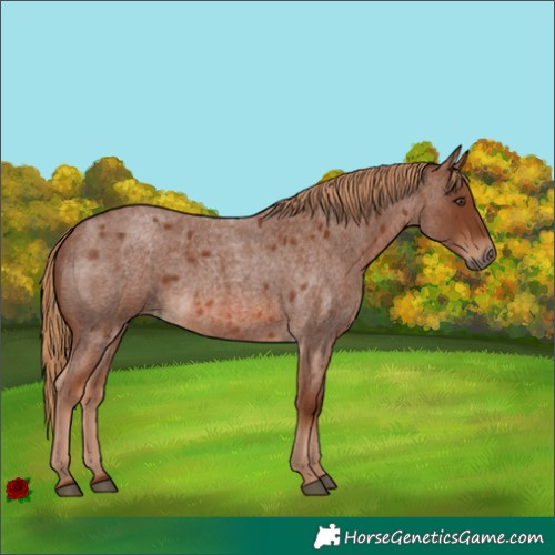 Horse Color:Red Roan