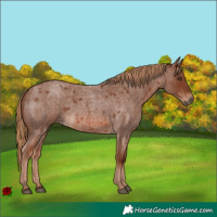 Horse Color:Red Roan 