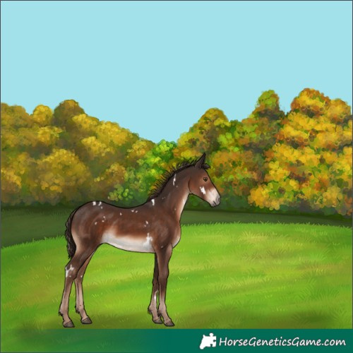 Horse Color:White Spotted Liver Chestnut 