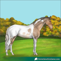 Horse Color:Chocolate Palomino Roan Tobiano Appaloosa Rabicano 
