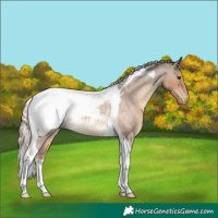 Horse Color:Chocolate Palomino Roan Tobiano Appaloosa Rabicano