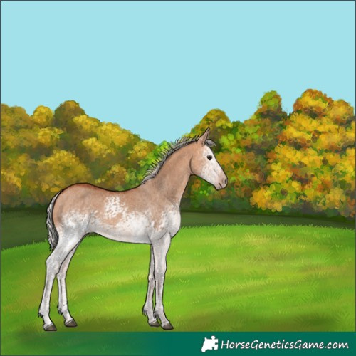 Horse Color:White Spotted Silver Bay Dun 