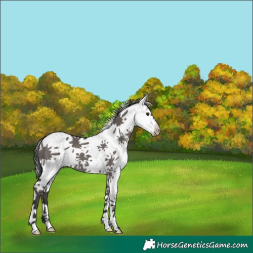 Horse Color:White Spotted Smoky Grullo Rabicano 