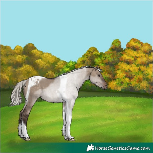 Horse Color:Silver Brown Dun Tobiano 