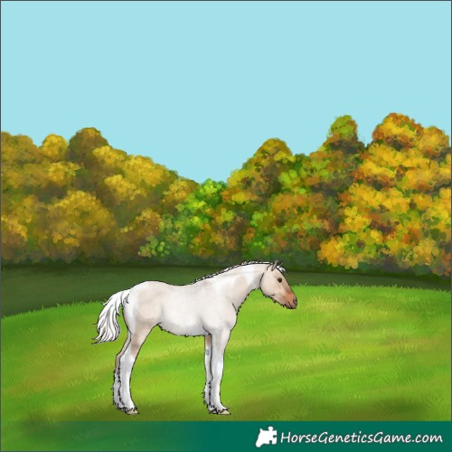 Horse Color:Silver Bay Dun Tobiano Rabicano 