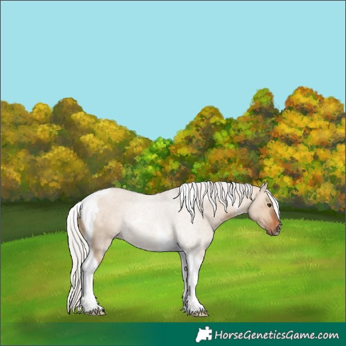 Horse Color:Silver Bay Dun Tobiano Rabicano 