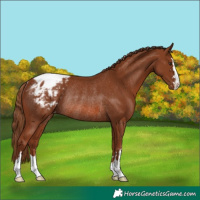 Horse Color:Chestnut Snowcap Rabicano 