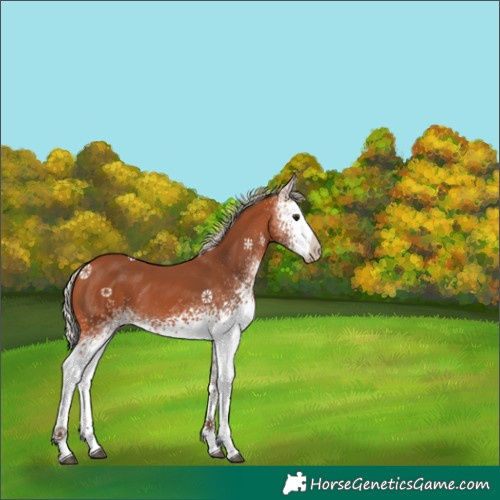 Horse Color:White Spotted Silver Bay 