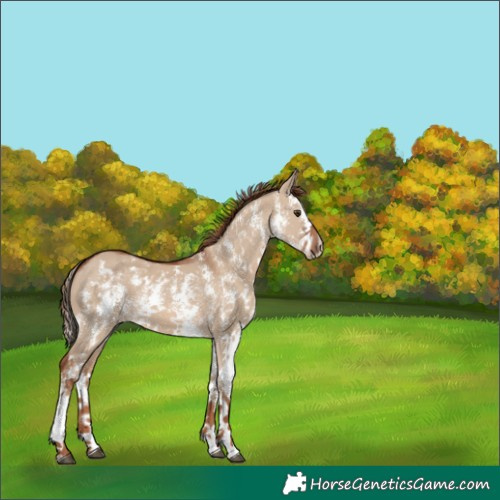 Horse Color:Red Dun Sabino Rabicano 