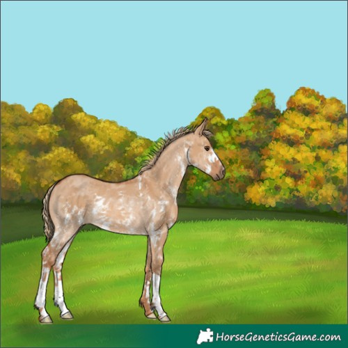 Horse Color:Red Dun Sabino Rabicano