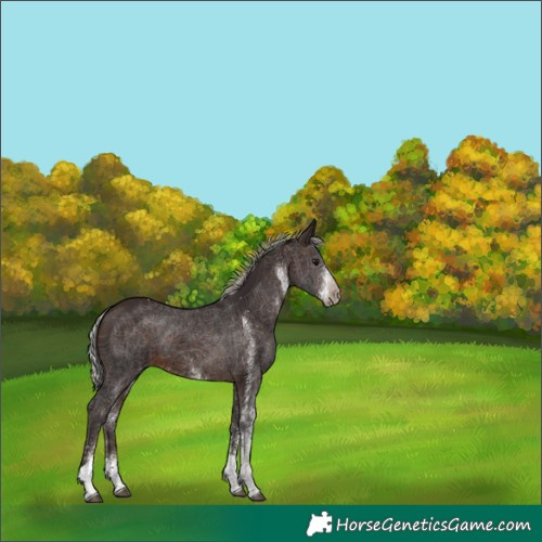 Horse Color:White Spotted Silver Brown Tobiano 