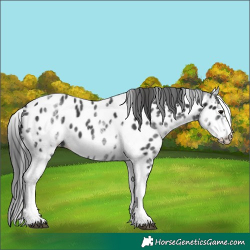 Horse Color:White Spotted Black Splash Tobiano Frame Appaloosa