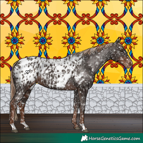 Horse Color:Liver Chestnut Appaloosa  and Liver Chestnut Appaloosa 