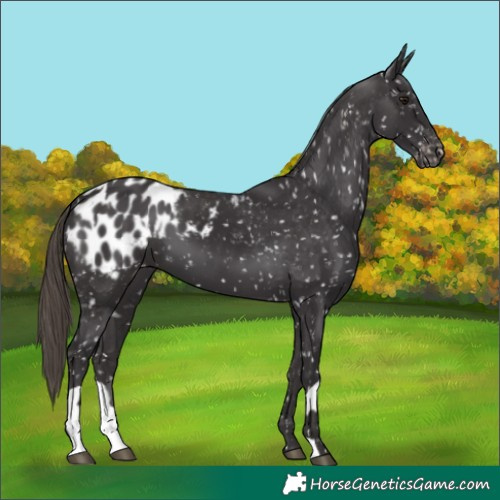 Horse Color:Smoky Black Appaloosa  and Smoky Black Appaloosa 