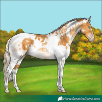 Horse Color:White Spotted Gold Cream Champagne Tobiano Rabicano