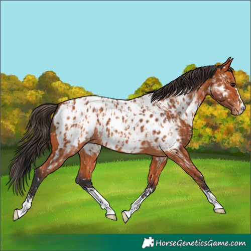Horse Color:Bay Appaloosa  and Bay Appaloosa 
